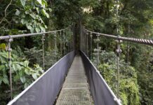 Comment faire pour se déplacer au Costa Rica ? Photo d'un pont dans la jungle du Costa Rica
