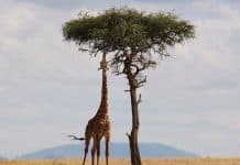 Et si vous pensiez au safari pour vos prochains vacances ?